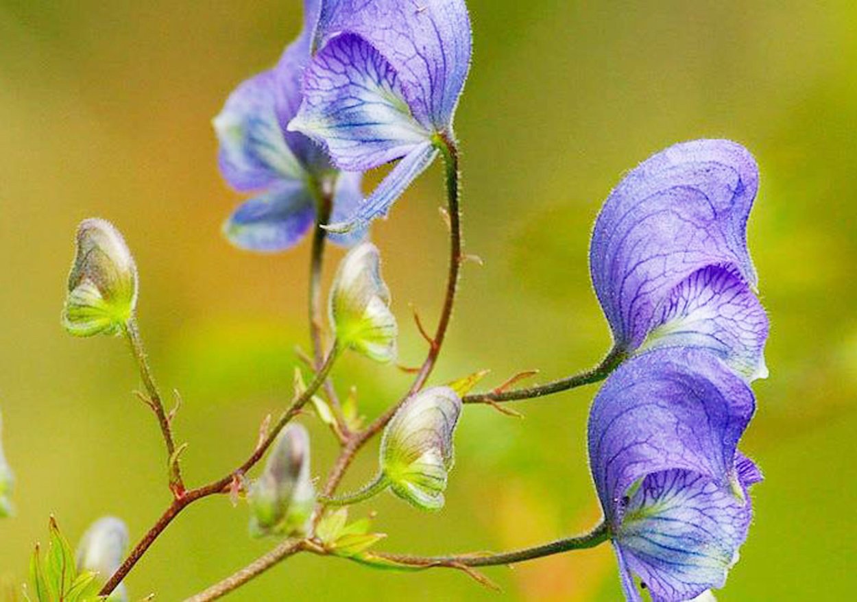 Фиолетовый канабис