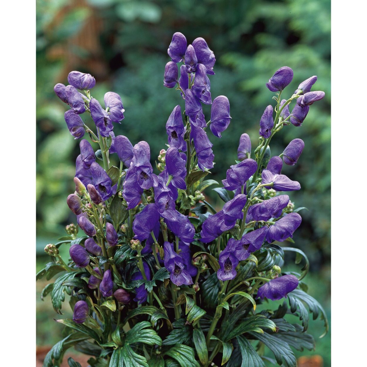 Аконит борец растение