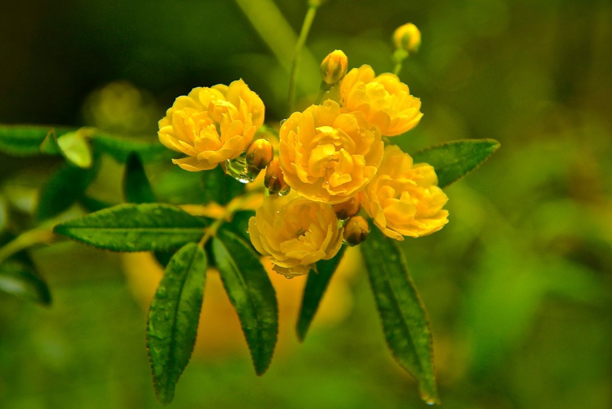 Чашка кофе и желтая роза