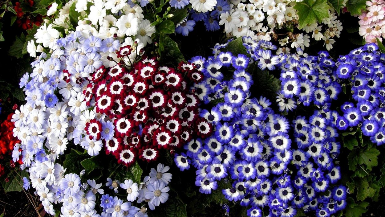 Разноцветка однолетник