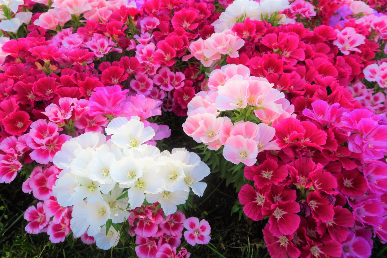 Газания цветок