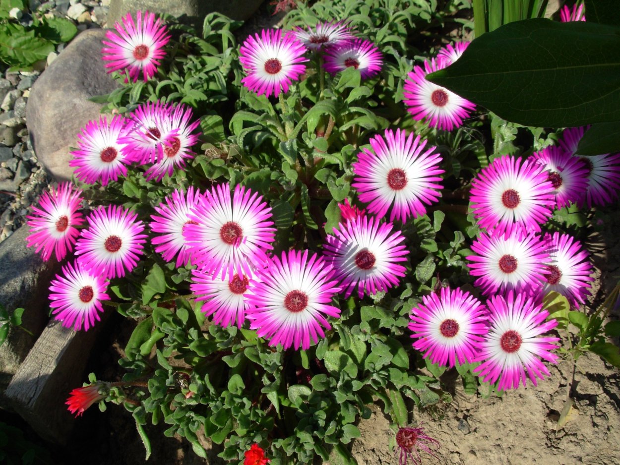 Цветы однолетники на букву г