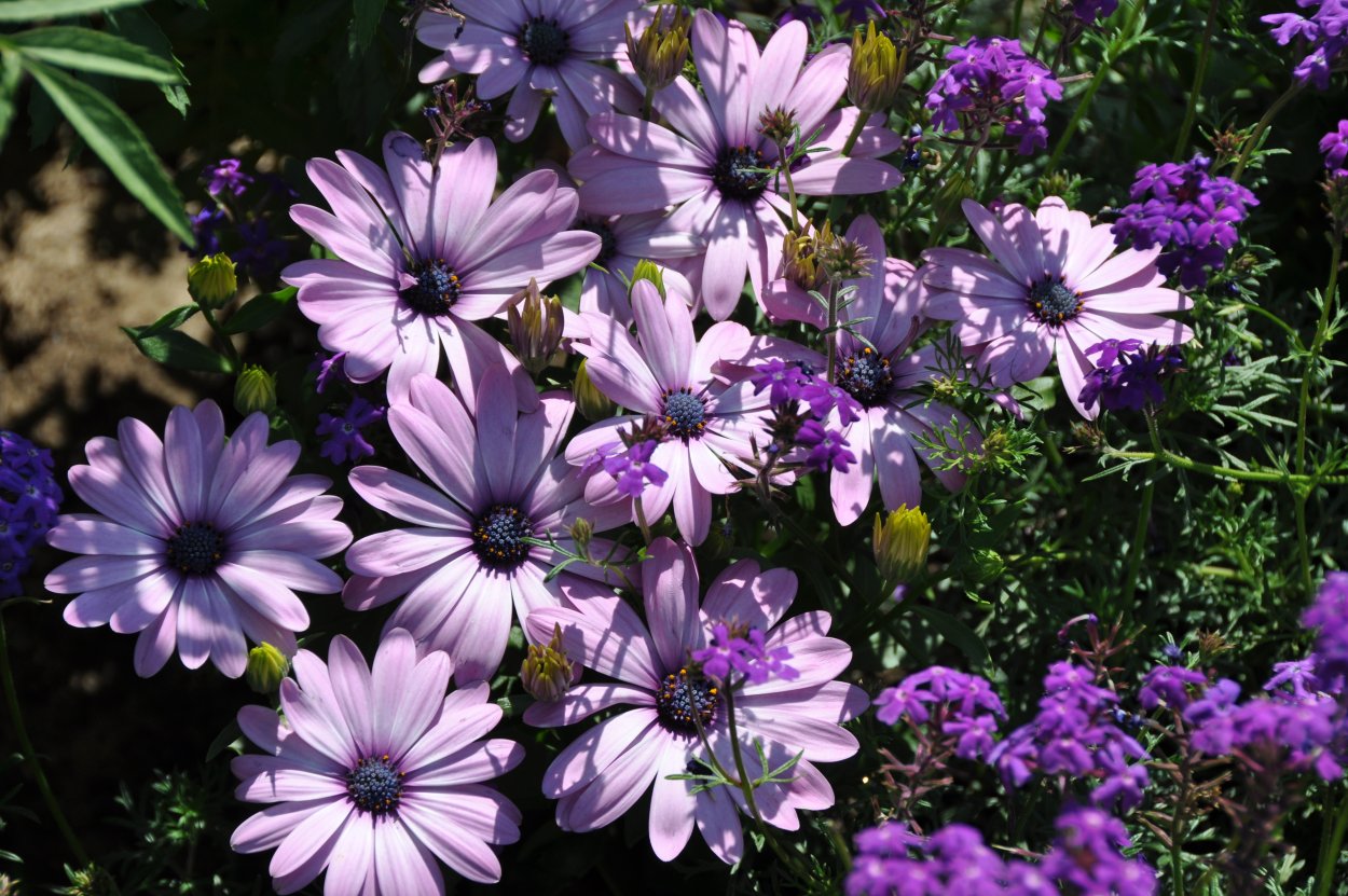 Остеоспермум Санни Мэри