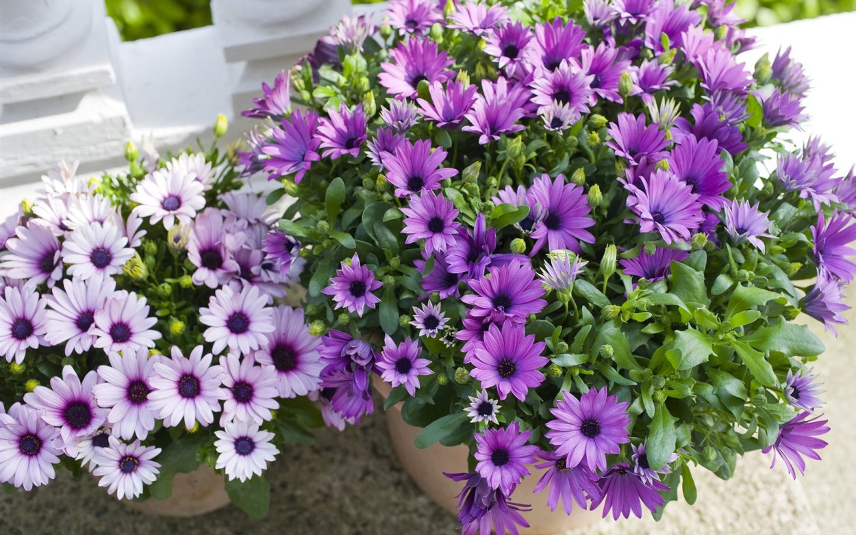 Остеоспермум Акила