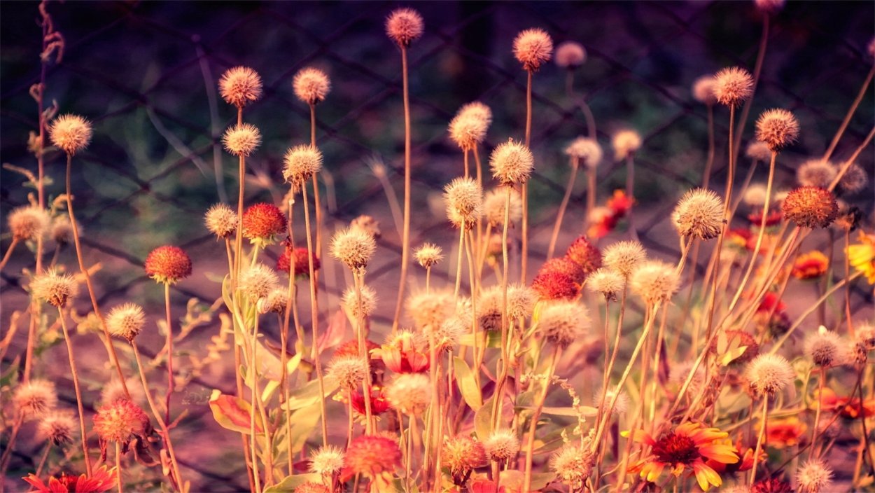 Осенние цветы сухоцветы