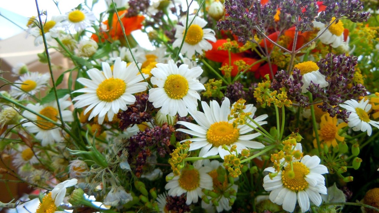 Красивые летние белые букеты полевых цветов на рабочий стол