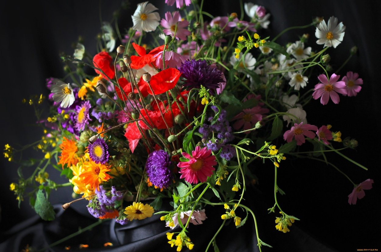 Астра космея