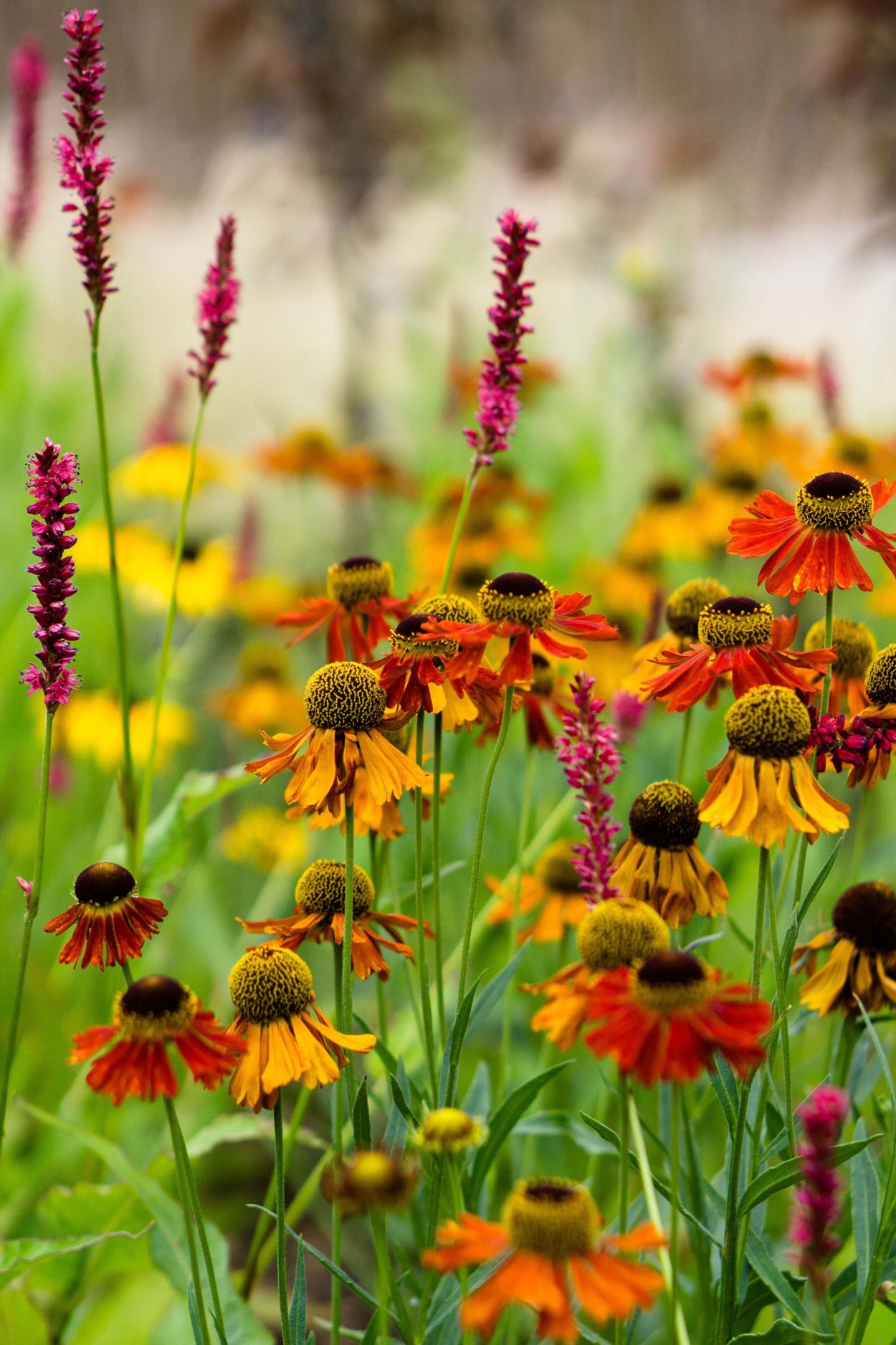 Гелениум Бетти