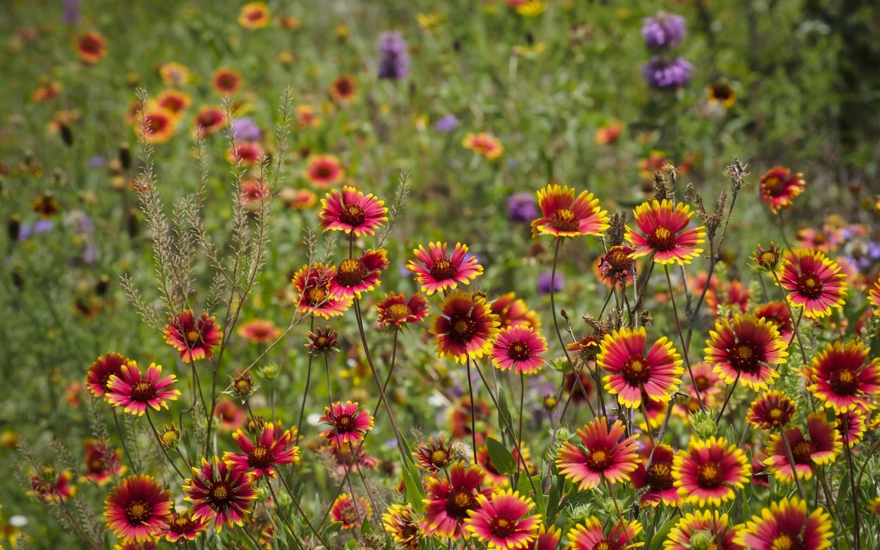 Коричневые полевые цветы