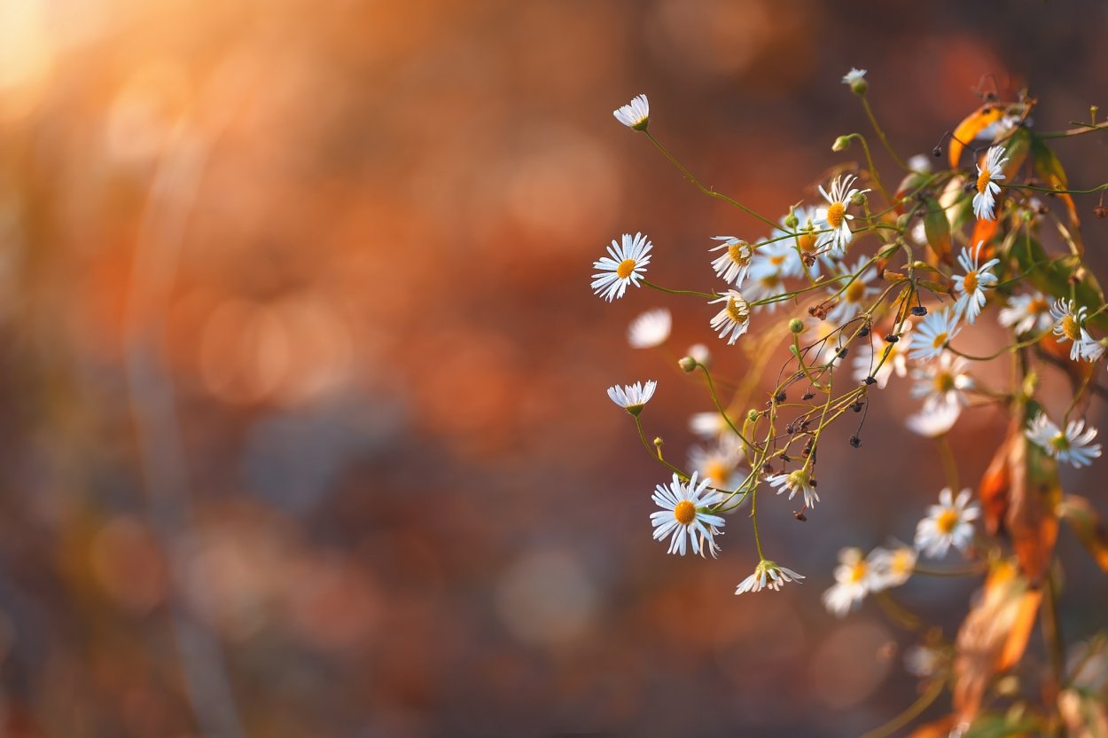 Осенние цветы Макросъемка