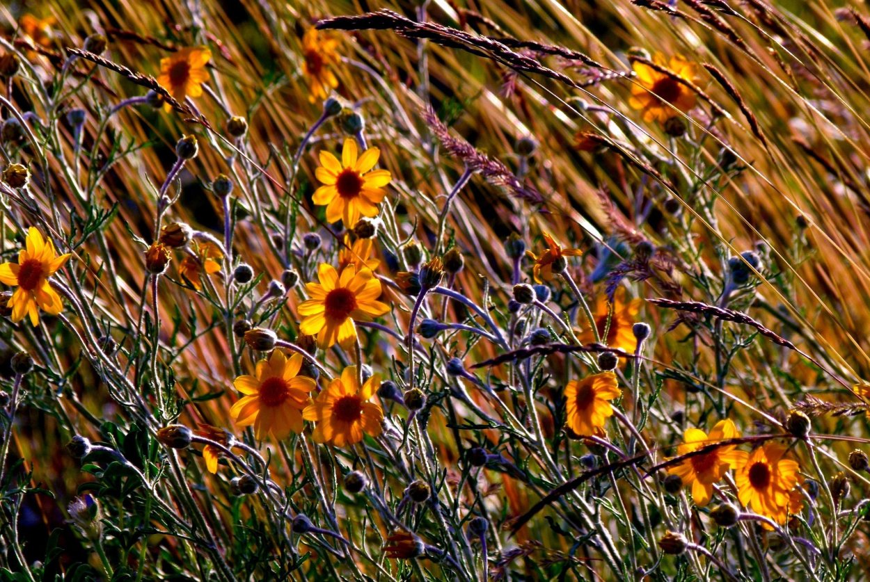 Осенние луговые цветы