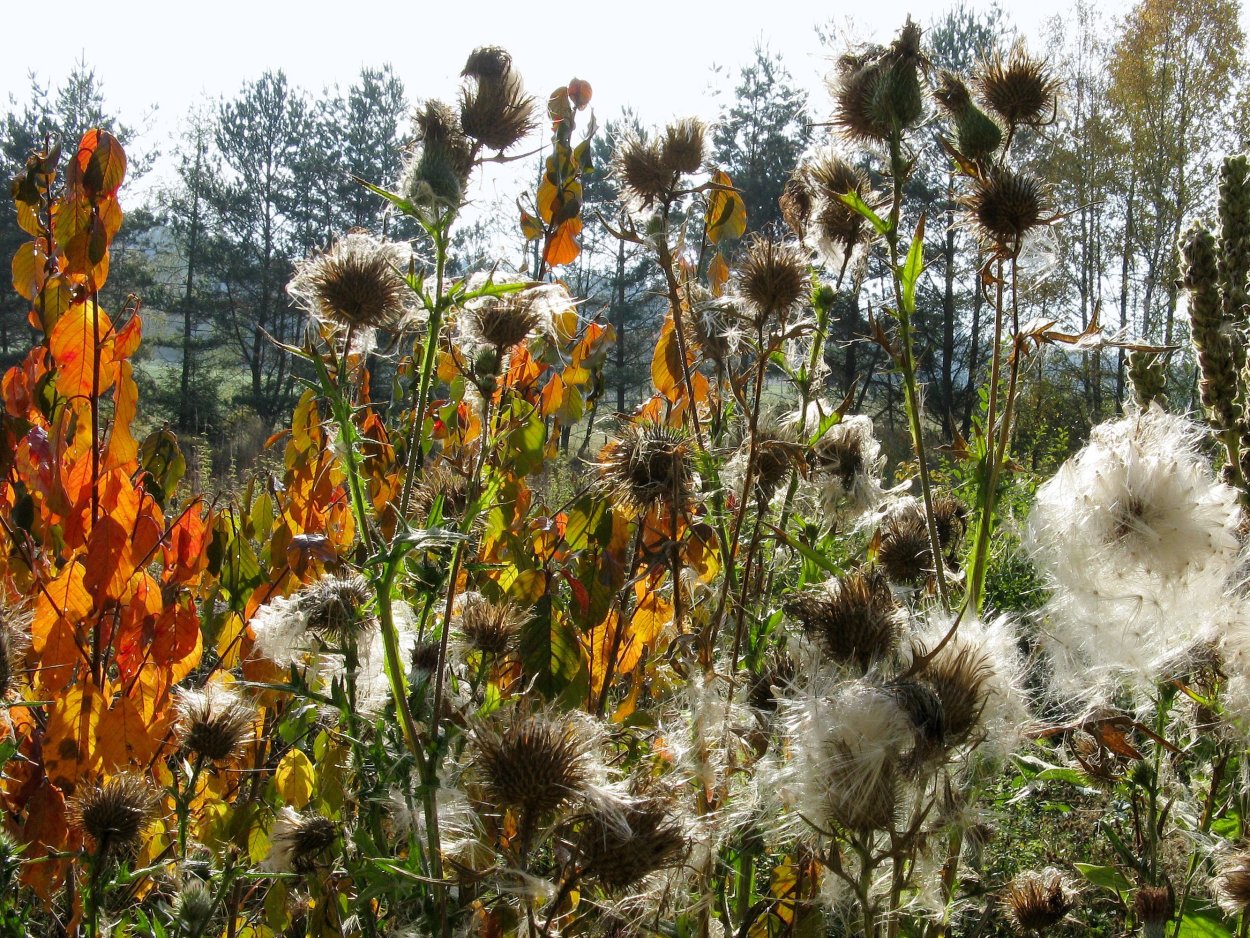 Растения осенью
