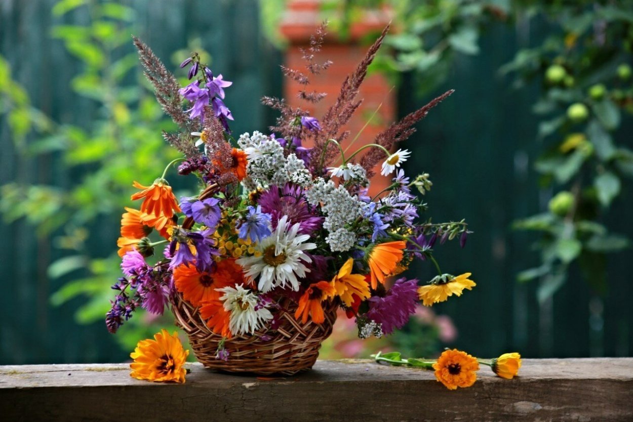 Осенние полевые цветы