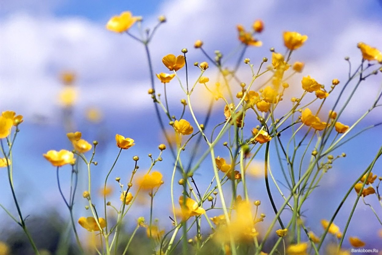 Жёлтый полевой цветок мибири