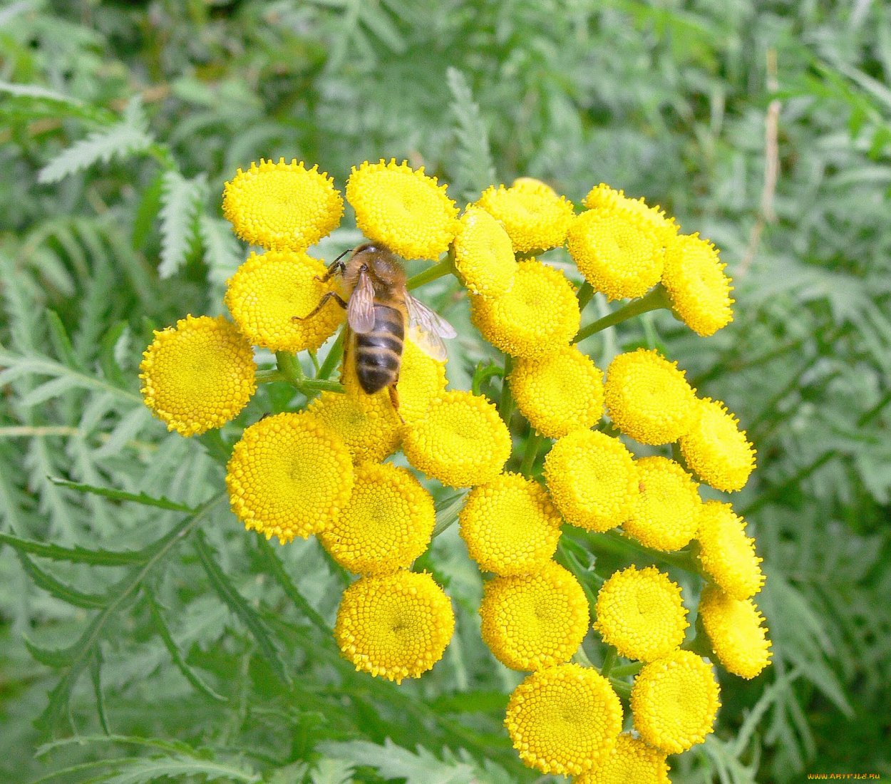 Многолетник Луговой желтый
