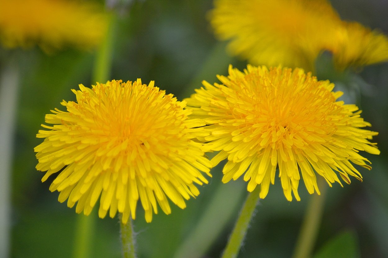 Мимоза цветок