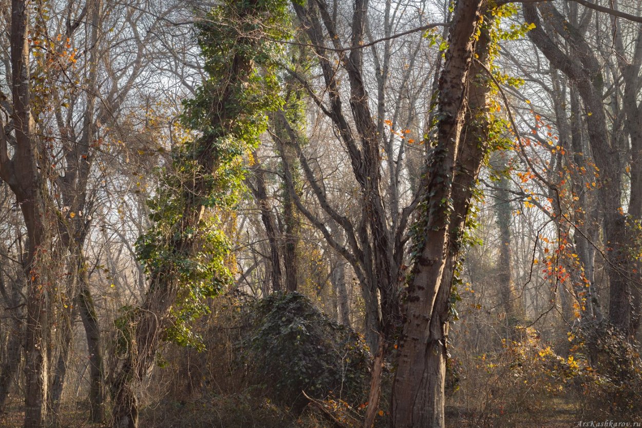 Эпифиты Дендробиум