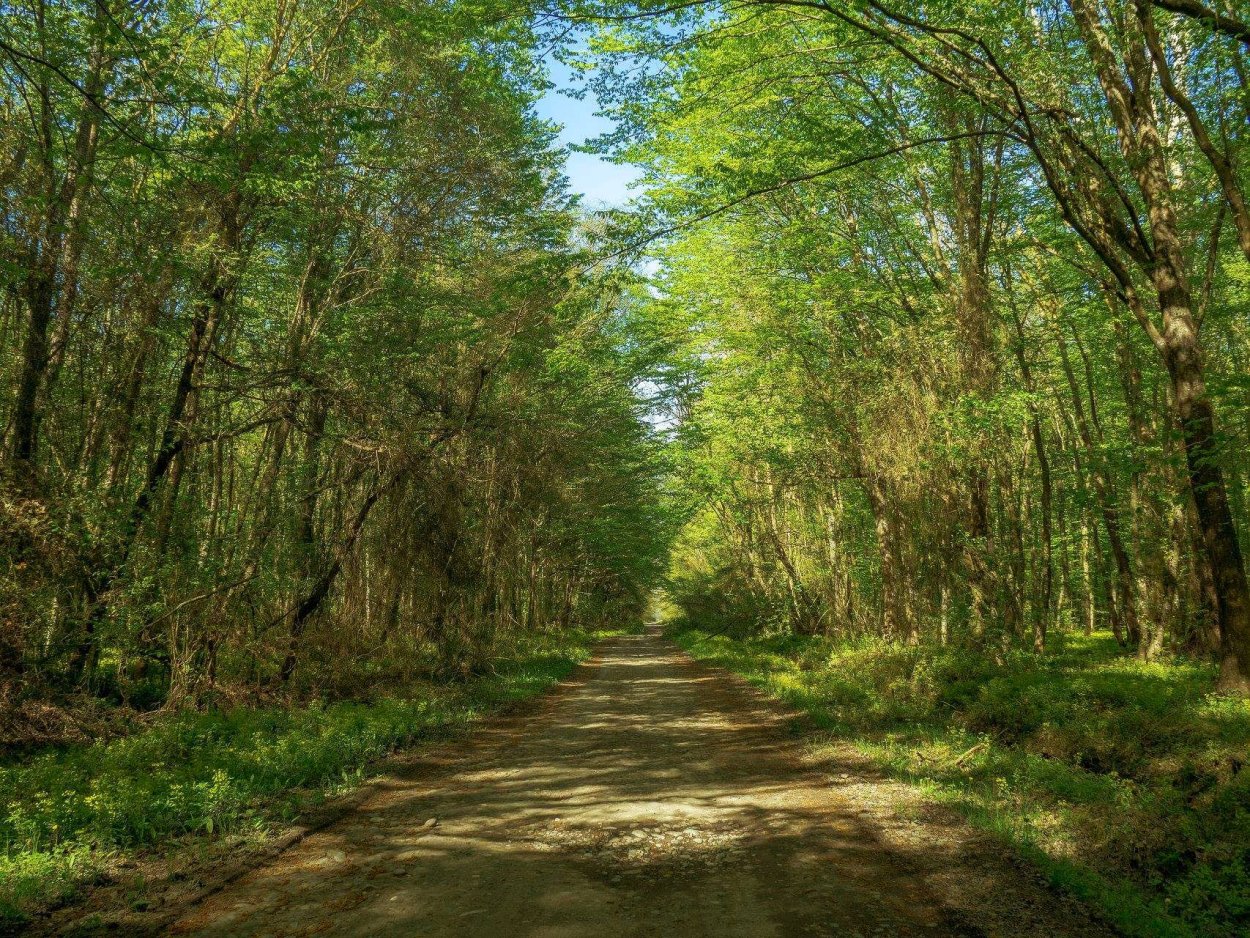 Дикая Орхидея ятрышник