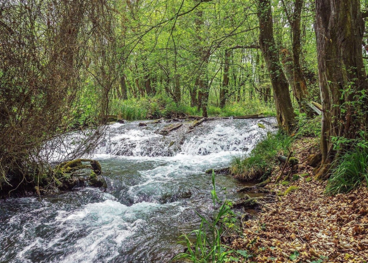 Остров Самурского леса