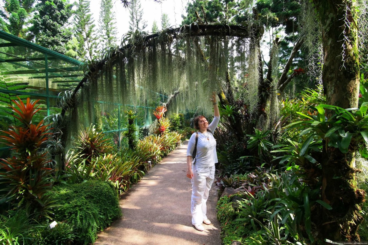 Лиановый лес в Дагестане