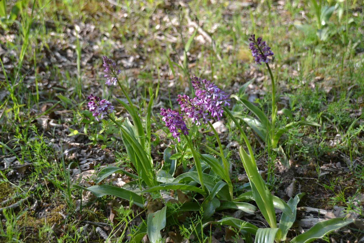Орхидеи в Самурском лесу