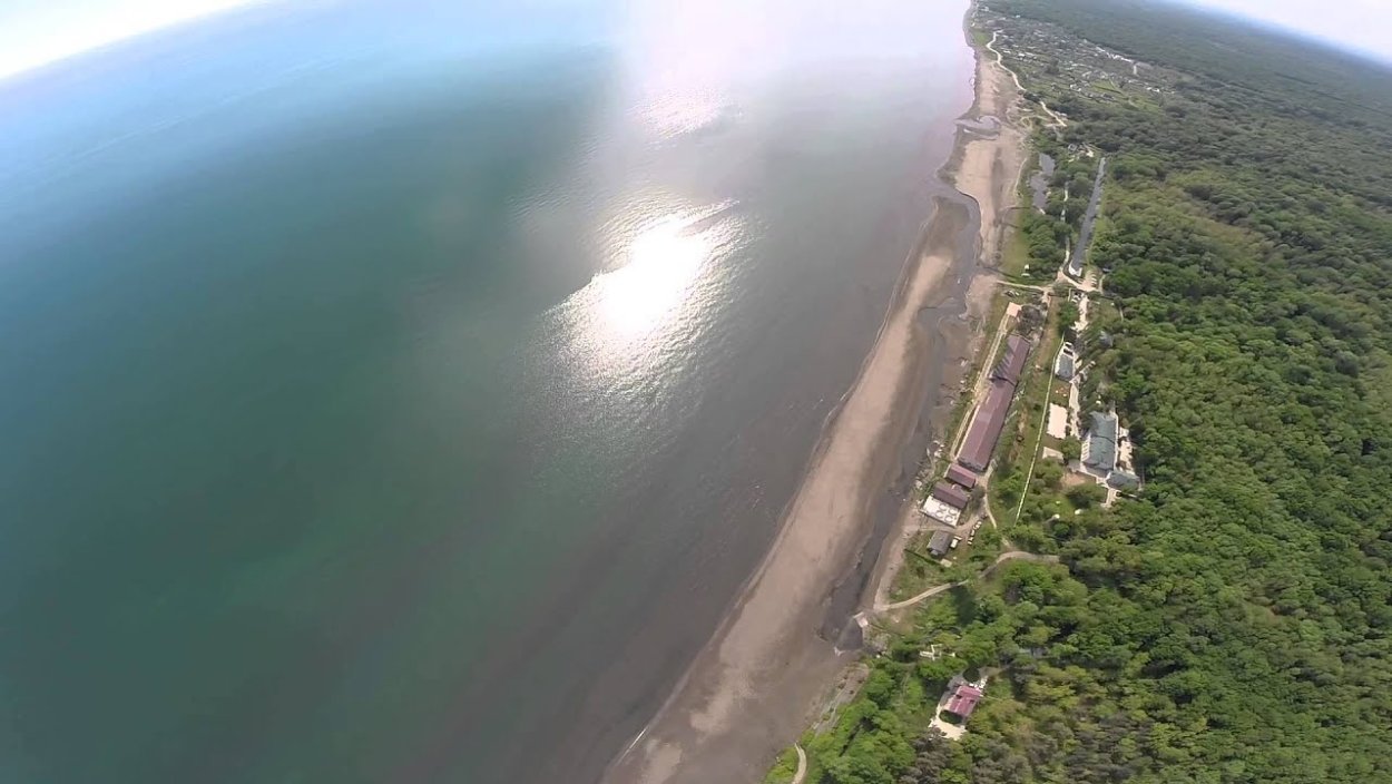 Эпифиты орхидеи фаленопсис