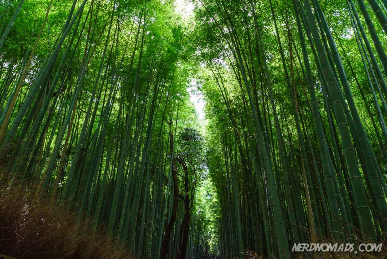 Фаленопсисы в дикой природе