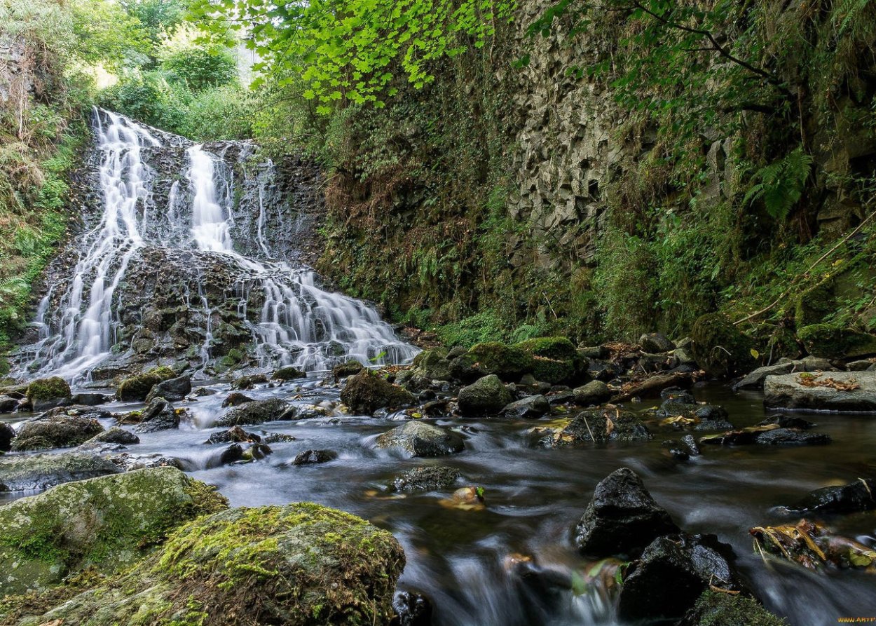 Гавайская Болотная Орхидея