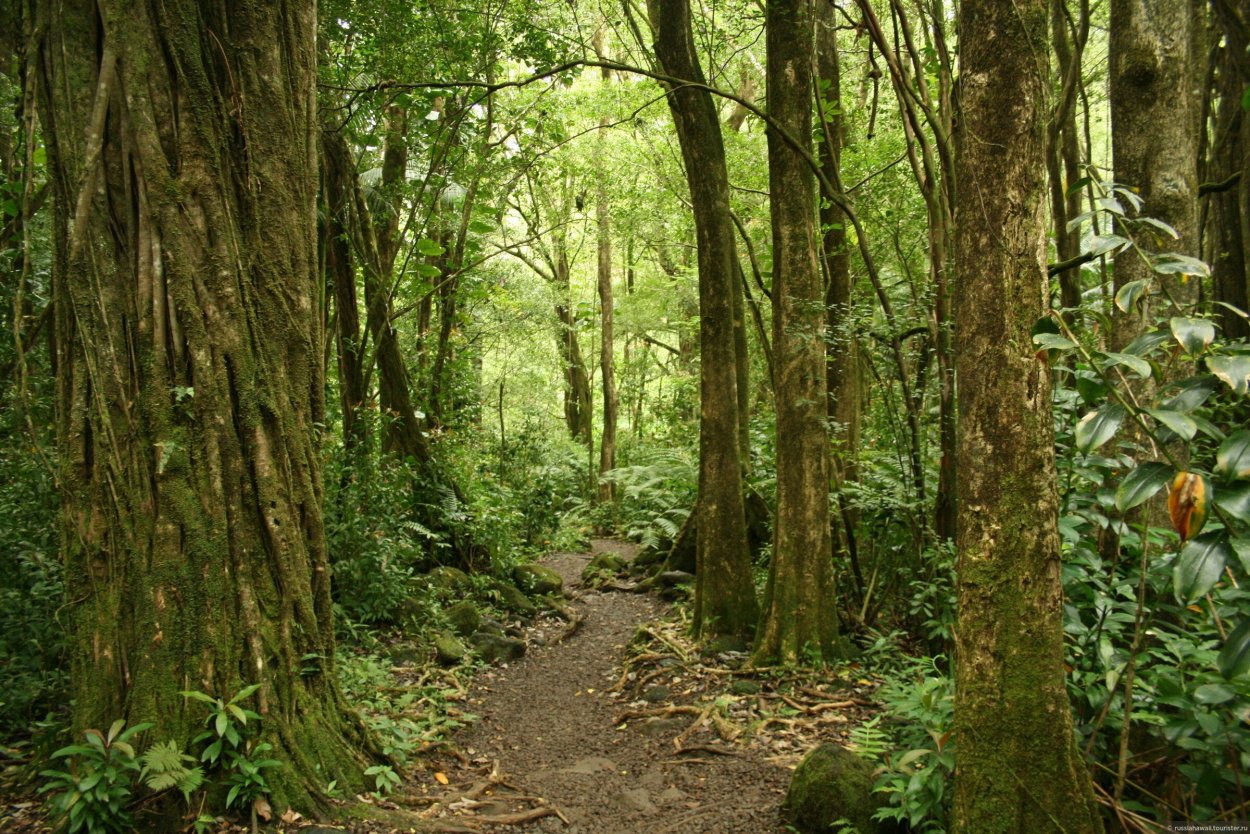 Сельва Южной Америки орхидеи