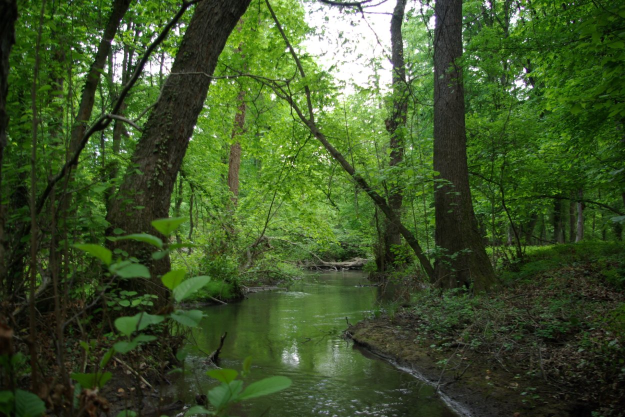 Орхидея эпифит