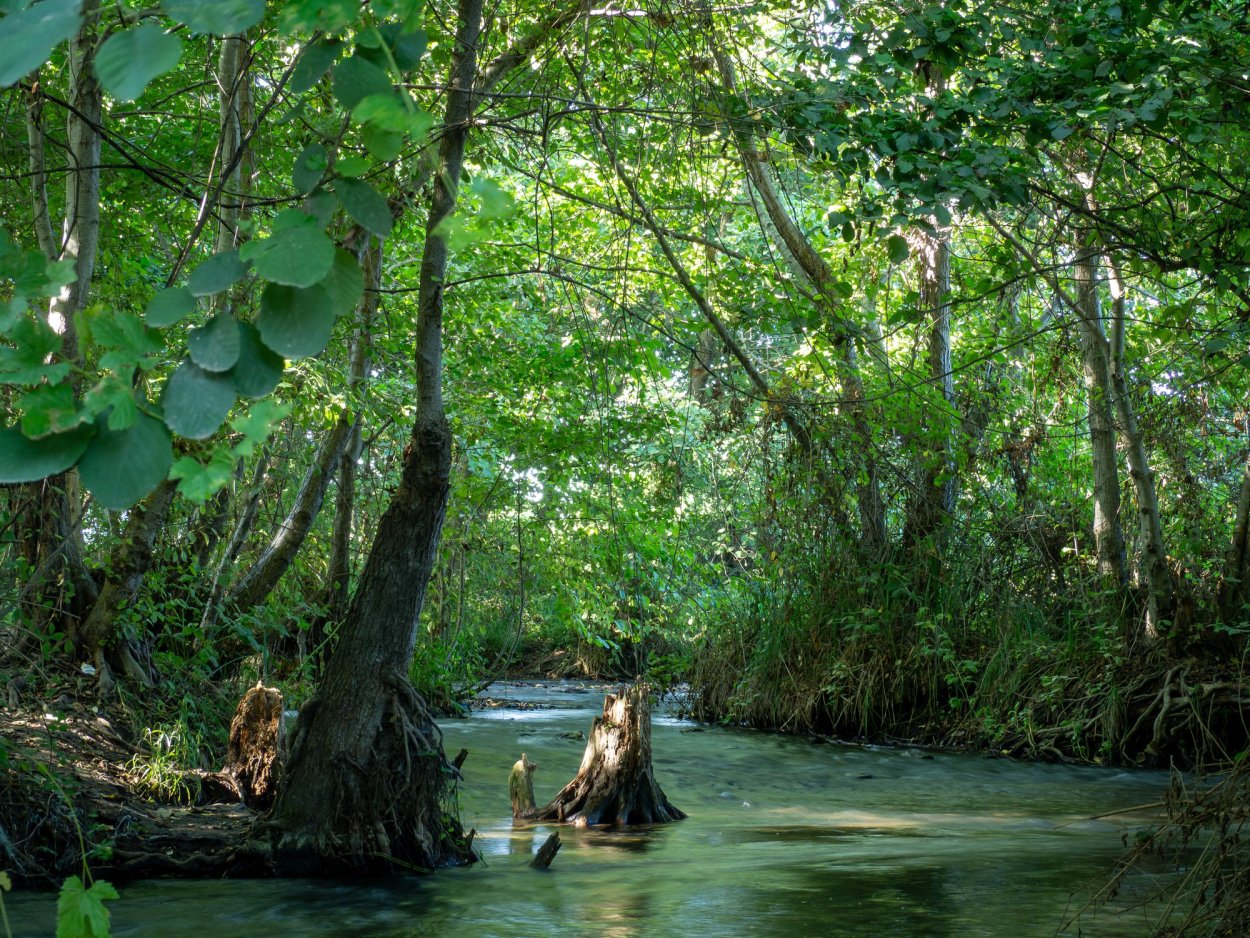 Самурский лес в Дагестане