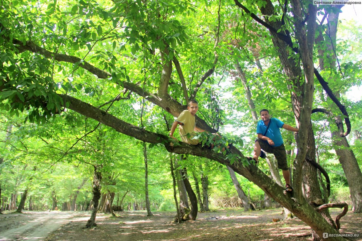 Орхидея онцидиум Дикая