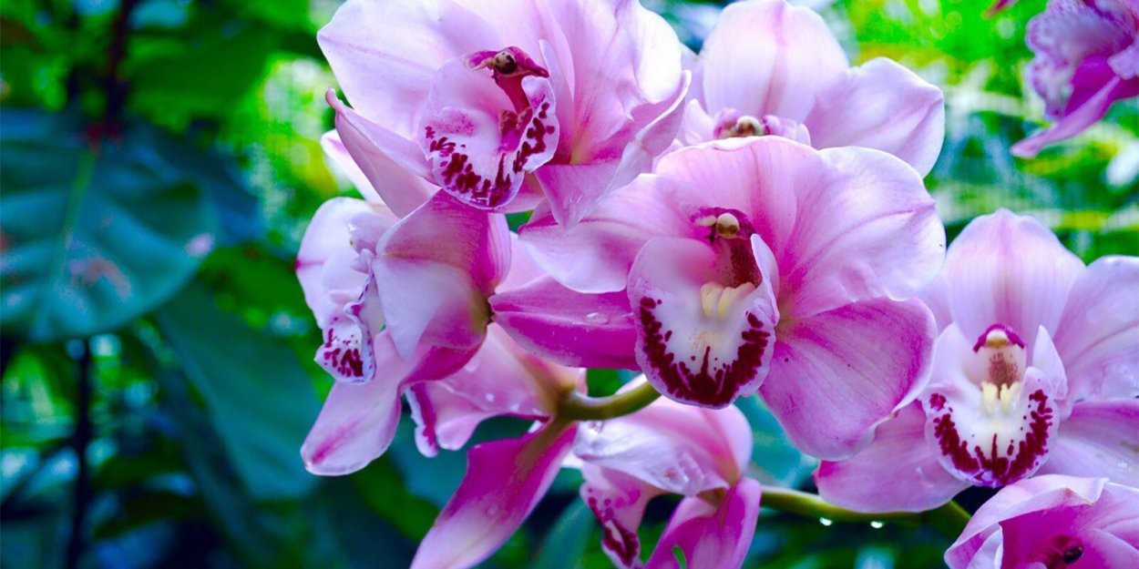 Фаленопсис Carmen