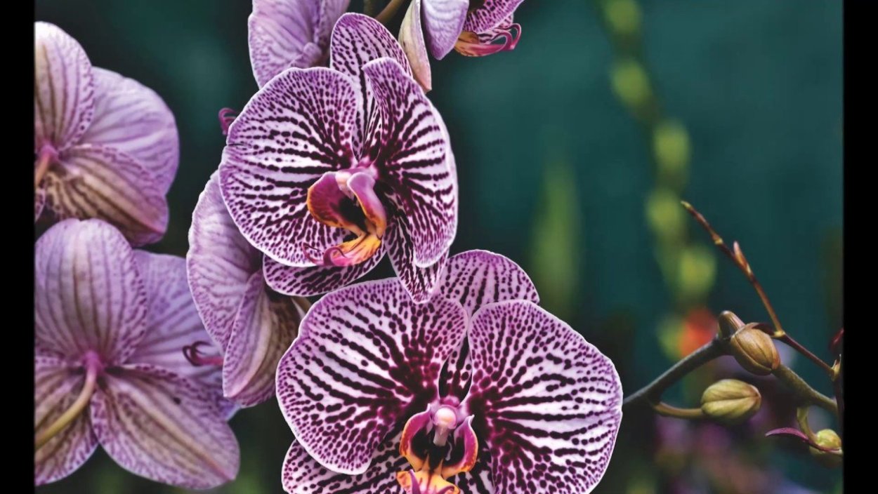 Фаленопсис exotic Punch