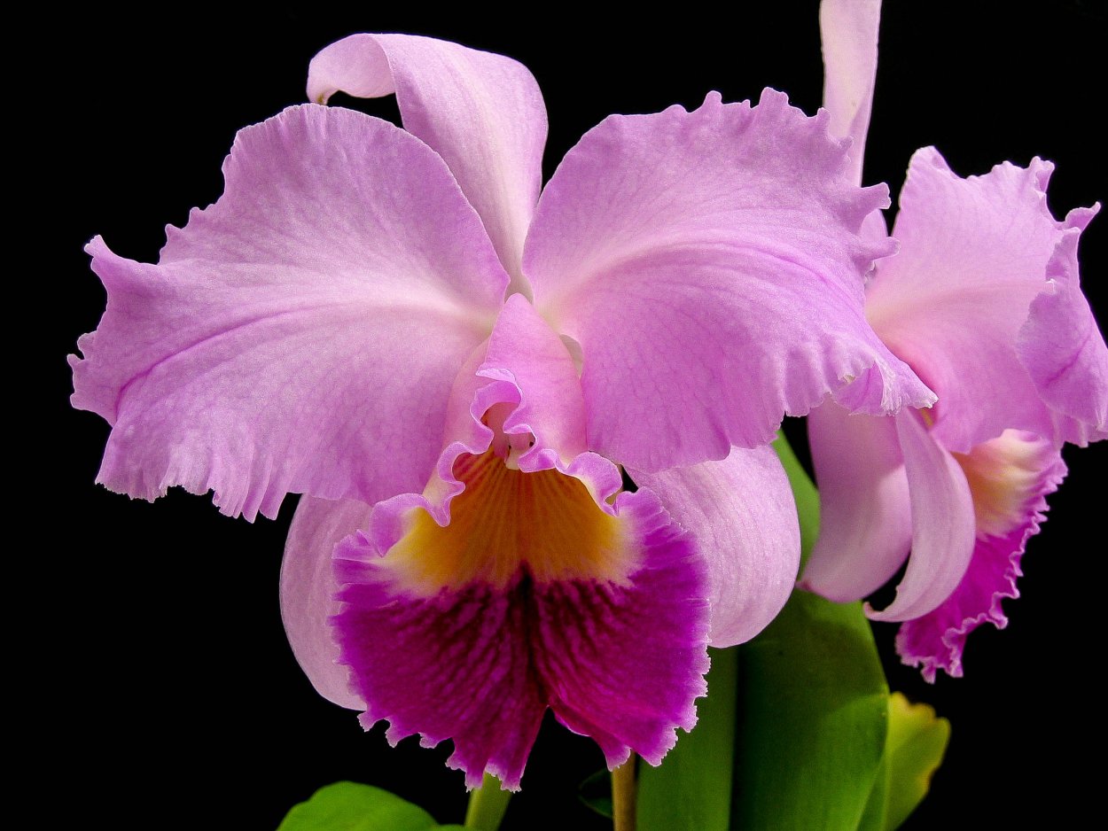 Орхидеи Ломоносов