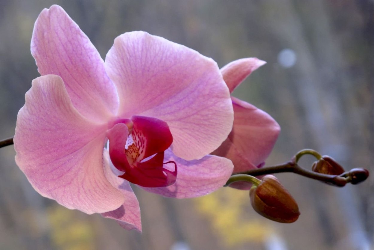 Орхидея на черном фоне