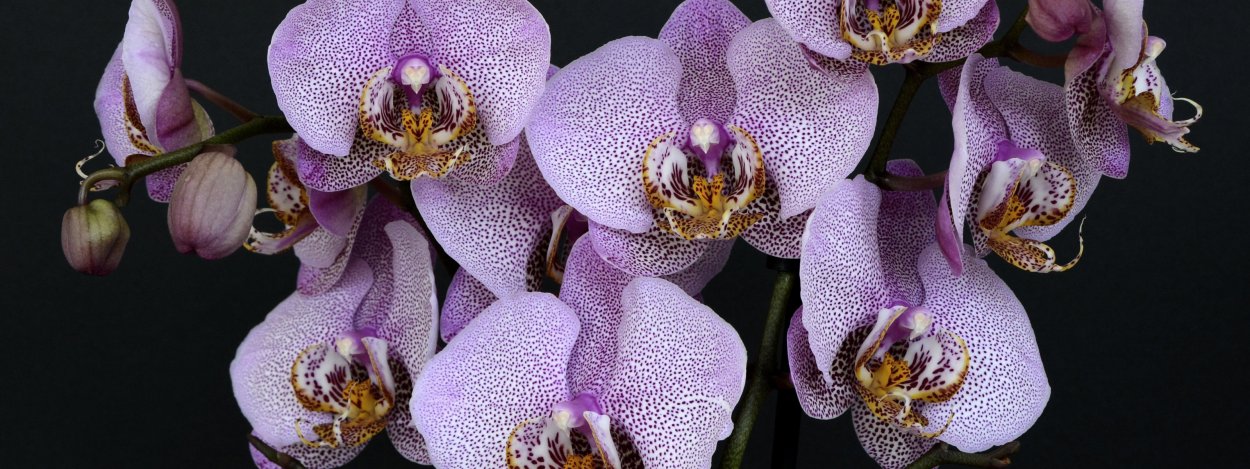 Орхидея Shenzhen Nongke