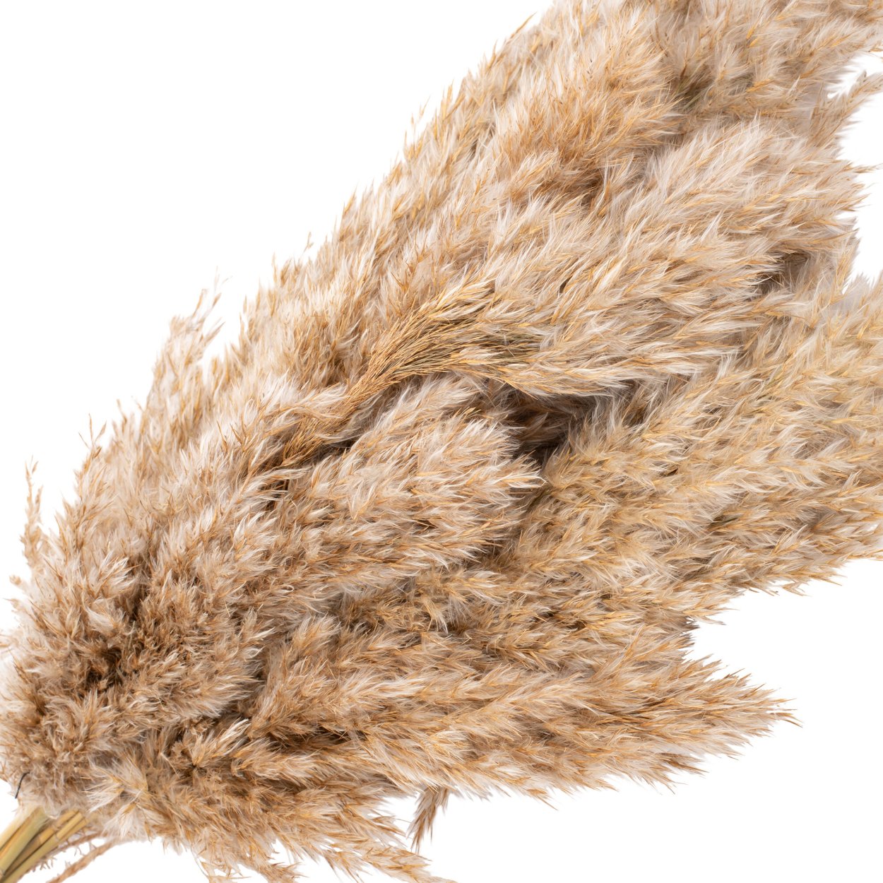 Букет камыш, ячмень, гипсофила