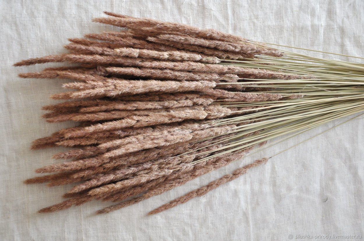 Рогоз сухоцвет