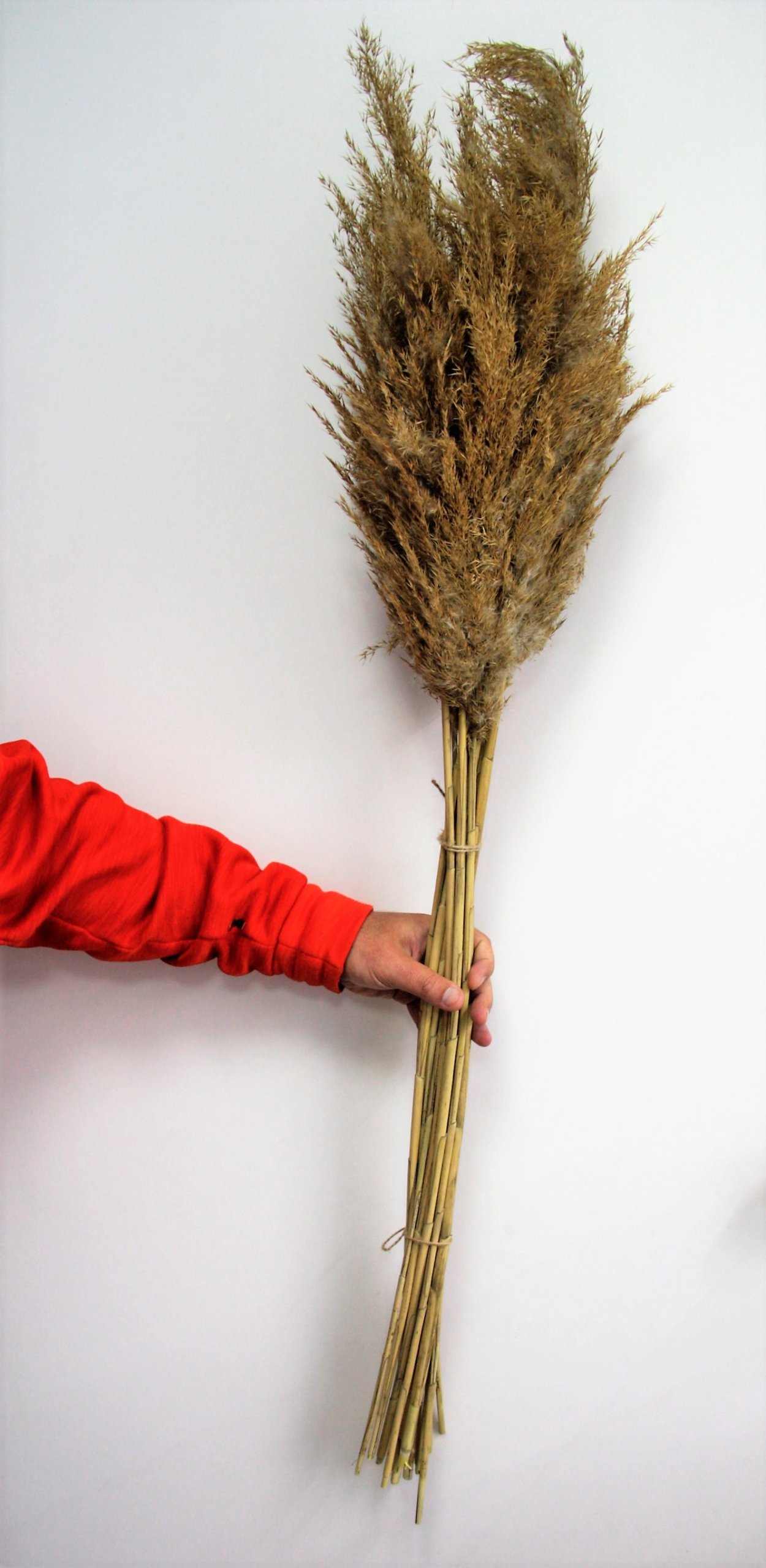 Ковыль cухоцвет