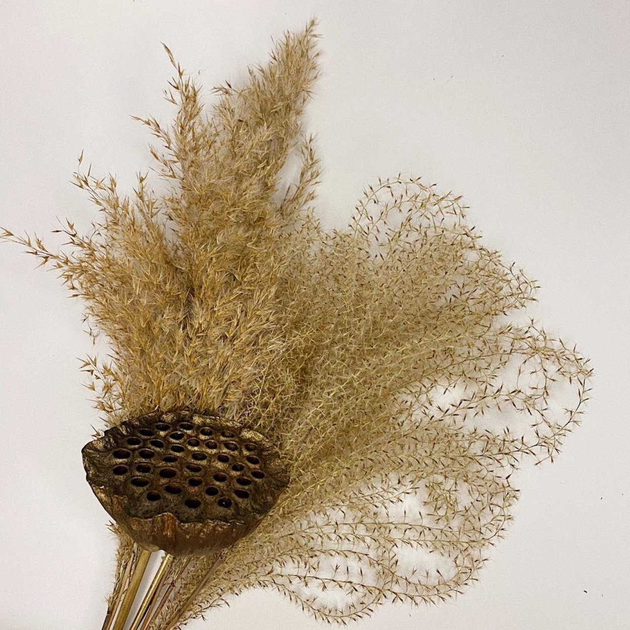 Кортадерия сухоцвет