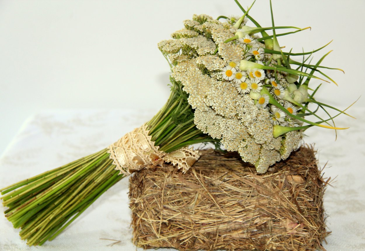 Камыш рогоз сухоцвет