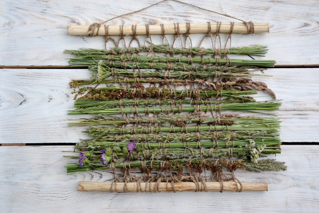 Рогоз сухоцвет