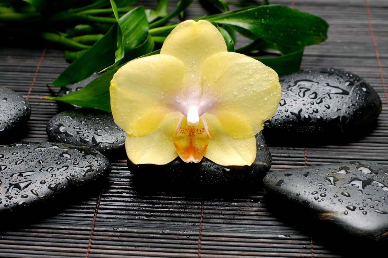 Орхидея фаленопсис спа