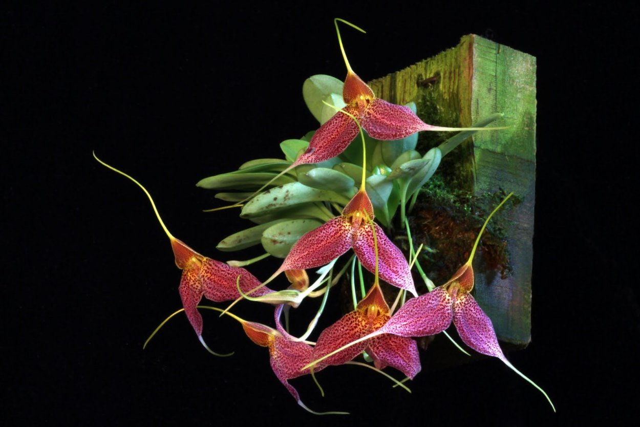 Фаленопсис Kleopatra