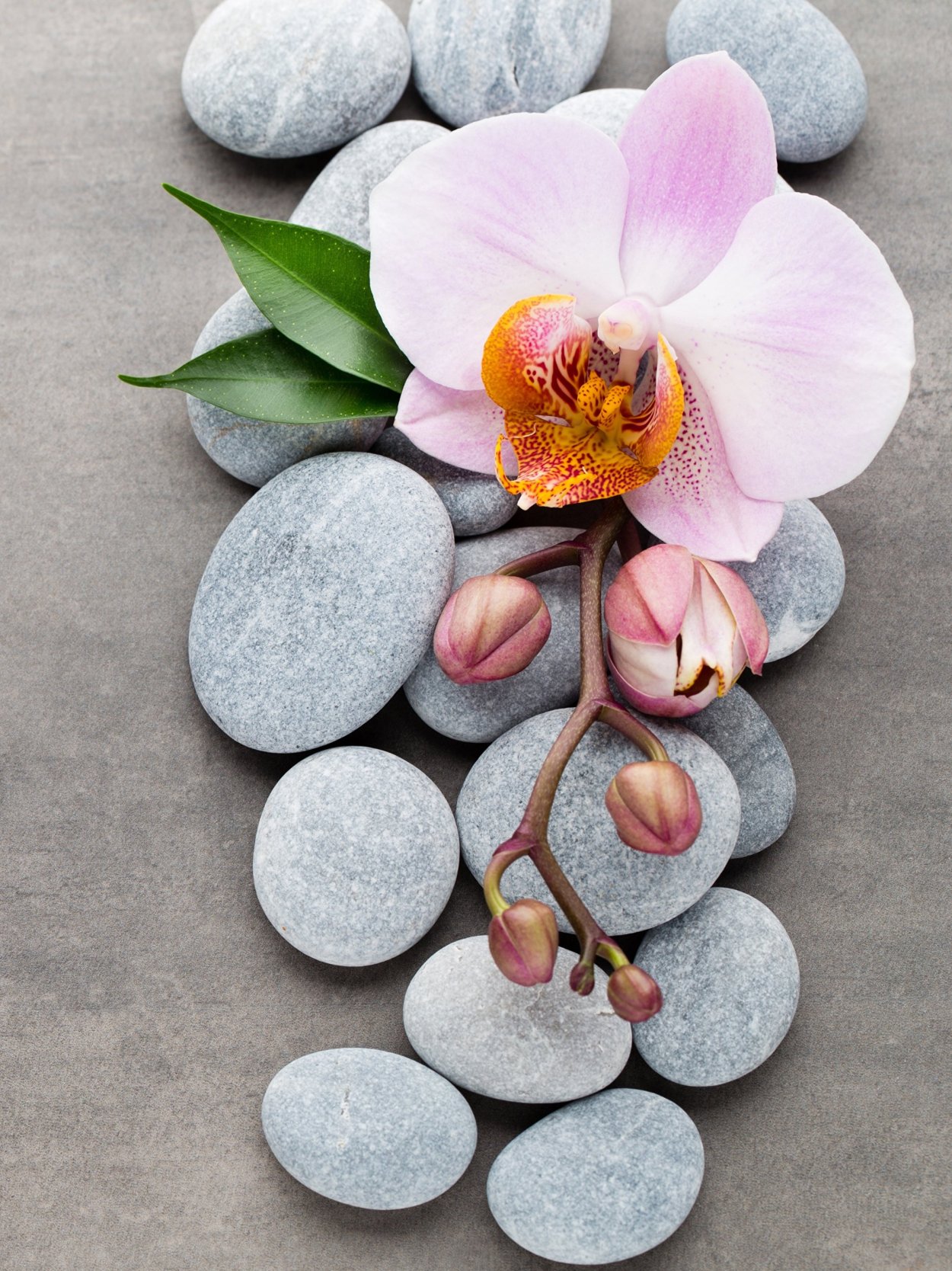 Тигровые орхидеи фаленопсис