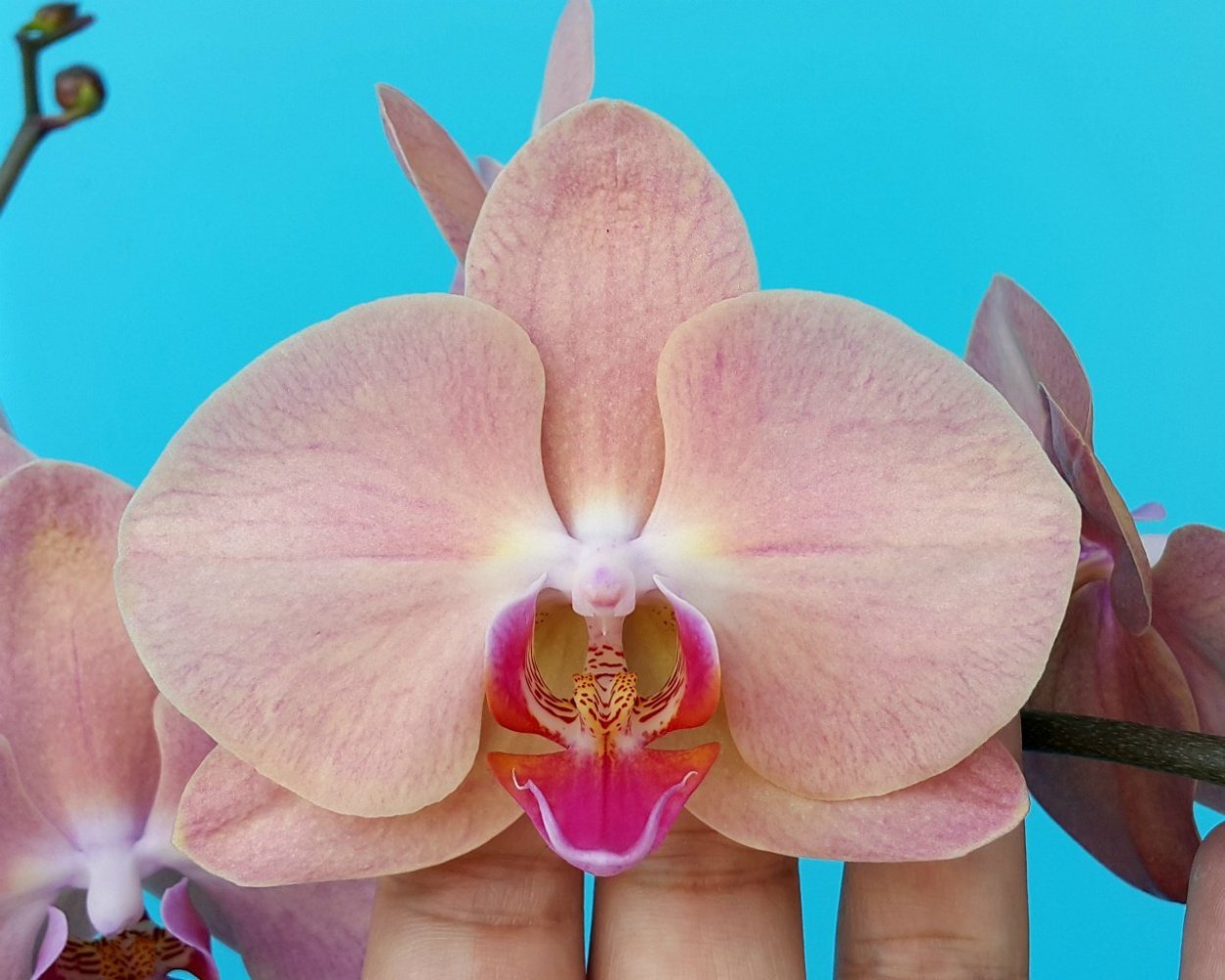 Орхидея фаленопсис Rome