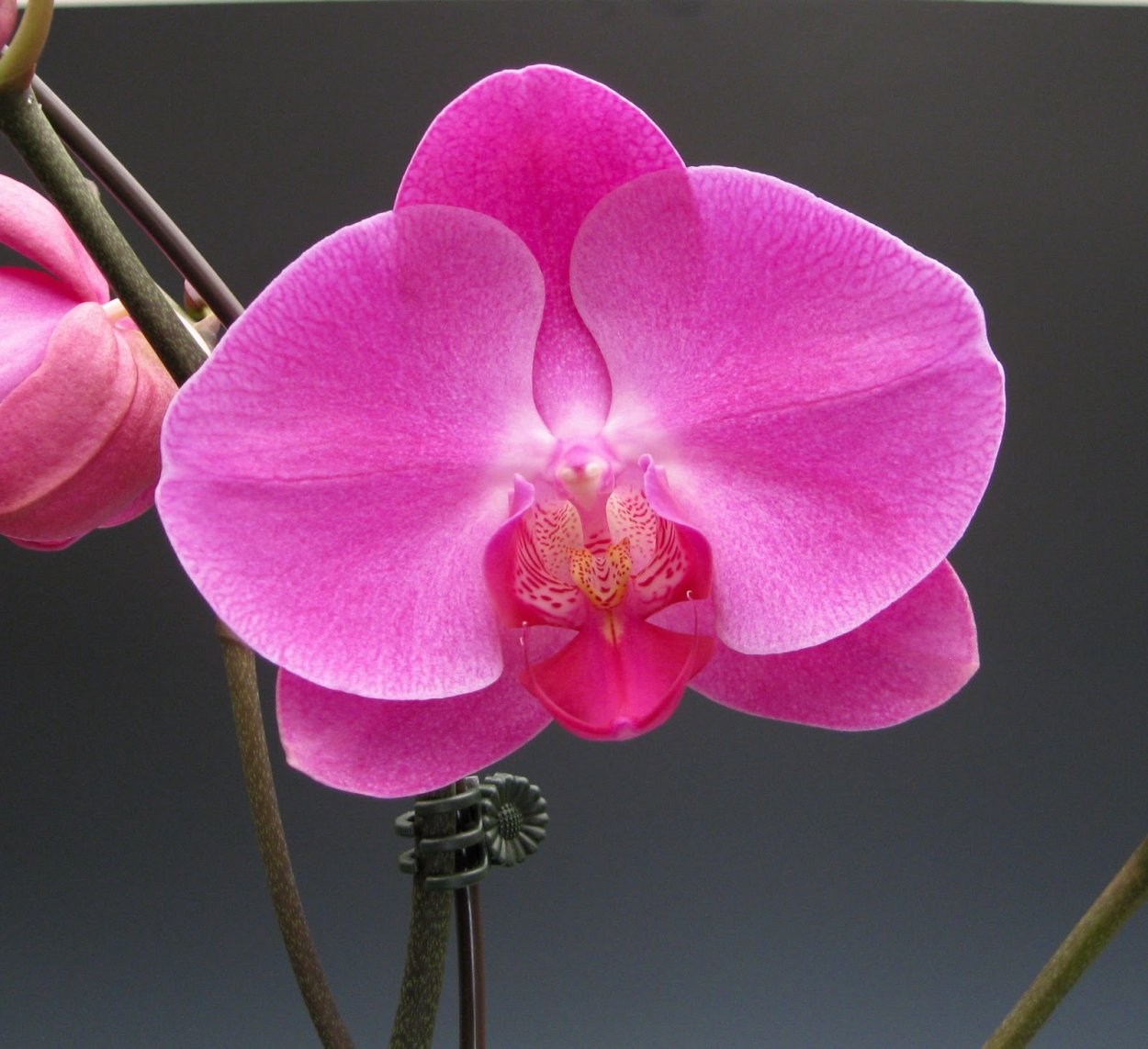 Орхидея балерина Caladenia melanema
