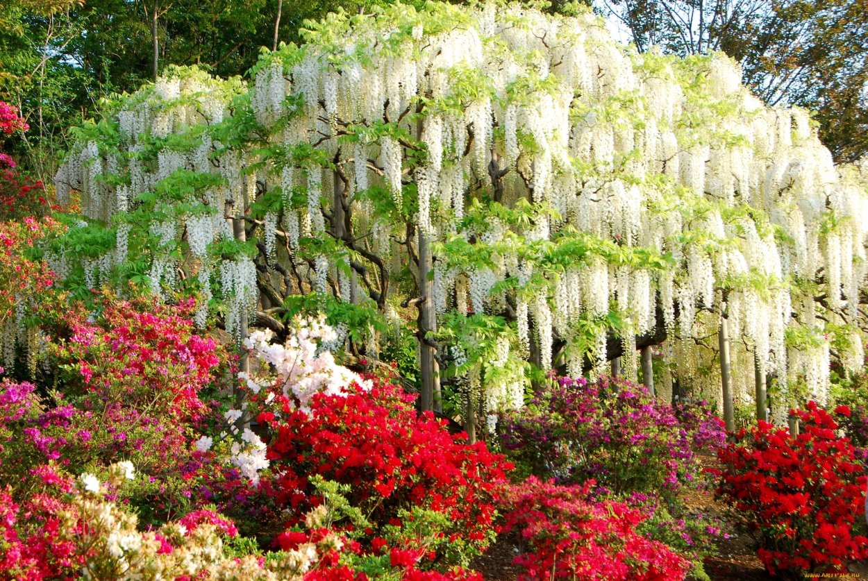 Цветущие деревья и кустарники Сочи