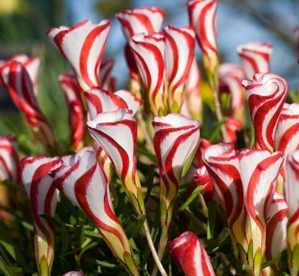 Оксалис версиколор